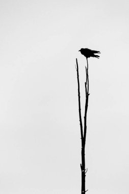 Grand Teton Ulusal Parkı, ABD 'deki bir ağaca tünemiş bir Kuzgun silueti.