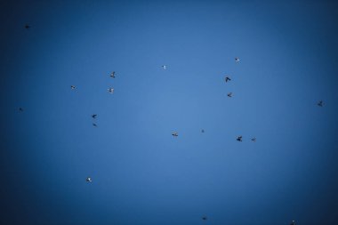 Mavi gökyüzünde uçan kuşlar