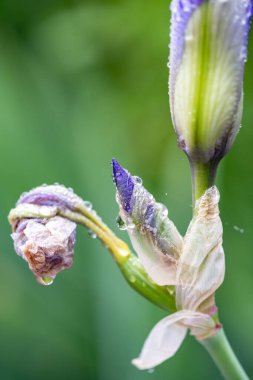 Yumuşak yapraklı mor iris çiçeğinin botanik çekimi 