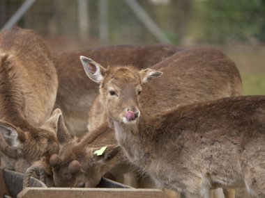 Küçük bir kızıl geyik sürüsü hayvanat bahçesindeki ahşap bir besleyiciden yemek yerken içlerinden biri gün içinde bulanık arka planla başka yere bakıyor.