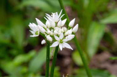 Çiçek açan Ramson çiçeklerinin seçici odak noktası.