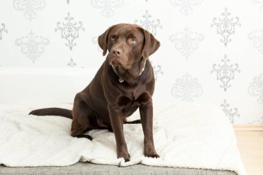 Evdeki yumuşak battaniyenin üzerinde oturan kahverengi bir Labrador Retriever.