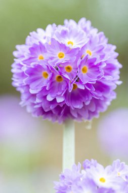 Bulanık bir arkaplanda, çubuk çuha çiçeğinin dikey yakın çekimi.