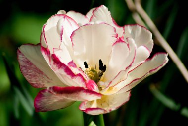 Bulanık yeşil arka planda beyaz ve pembe bir lale.