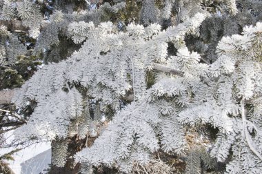 Karla kaplı bir çam ağacı dalına yakın plan