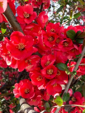 Siyah çitin yanındaki bahçede parlak pembe Chaenomeles çiçeklerinin dikey yakın çekimi.