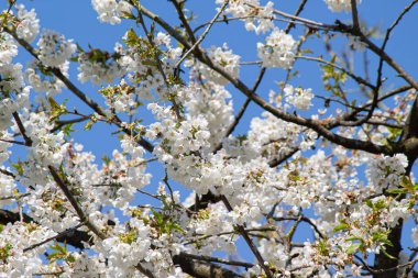 Mavi gökyüzüne karşı çiçek açmış kiraz ağacı beyaz çiçeklerinin yakın plan çekimi.