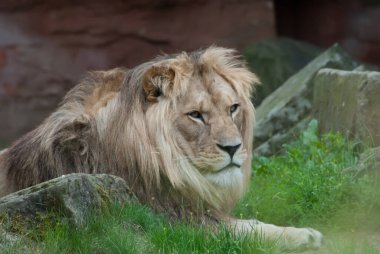 Bir aslanın çimlerde rahatlarken seçici bir odak noktası.