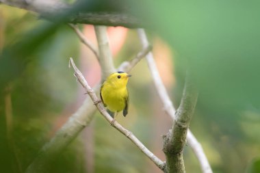 Güneşli bir günde, bir ormanın ağaç dalındaki ötleğen kuşunun yakın çekimi.