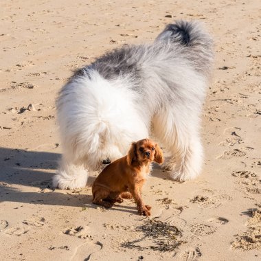 Süvari köpek kralı Charles, sahilde kısa kuyruklu yakut bir köpek yavrusu.