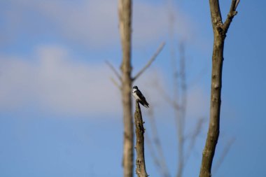 Büyük benekli ağaçkakan kuşu ağaç kütüğüne tünemiş.