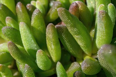 Yeşil etli bir bitkinin makro çekimi