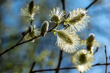 Bir keçi söğüt ağacı dalının yakın çekimi.