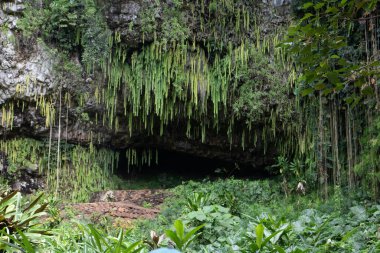 Hawaii 'nin Akaka Şelalesi' ndeki yeşil tropikal manzarası.