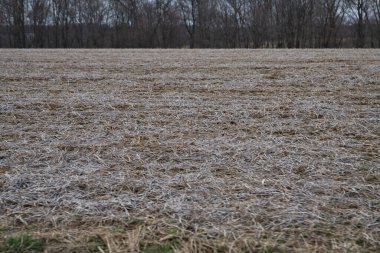 Kırsaldaki çimenli arazinin güzel bir manzarası var.