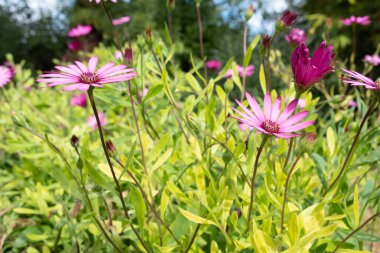 Bahçedeki güzel mor Afrika papatya çiçeklerinin yakın çekimi.