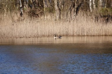 Sazlıkların yanında yürüyen bir Kanada kazı