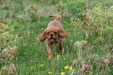 Kral Charles, tarlada koşan yakut bir köpeğin portresi.