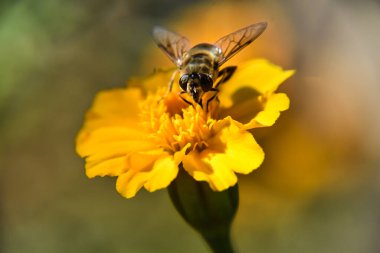 Bir çiçeğin üzerindeki arıyı yakından çek.