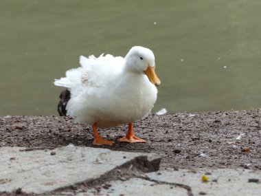 Suyun kenarında oturan beyaz bir ördeğin yakın plan çekimi.