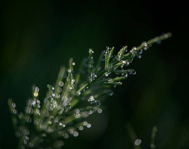Çiy damlalı at kuyruğu bitkisinin seçici odak noktası.