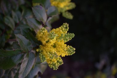 Yeşil yaprakların üzerindeki Mahonia aquifolium çiçeğinin dikey bir makro görüntüsü