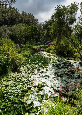 Güzel La Mortella Garden, Forio, Ischia, İtalya 'daki su ve egzotik bitkiler.