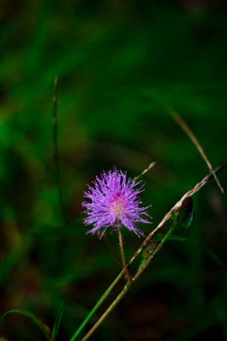 Büyüyen bir Centaurea Scabiosa bitkisinin dikey çekimi.