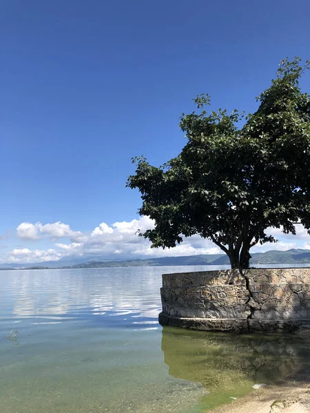 Plano Vertical Árbol Creciendo Cerca Del Hermoso Lago —  Fotos de Stock