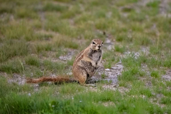 Cape Ground Squirrel Xerus Inauris Funny Animal Bush Namibia — Stock Photo, Image