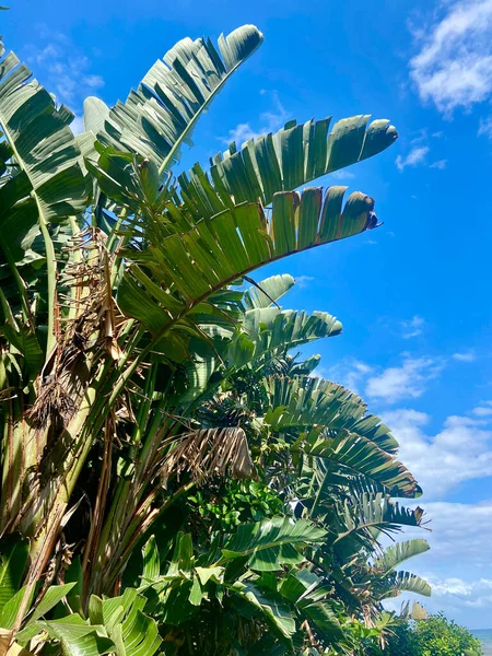 Vertical Shot Banana Tree Leaves Sunny Blue Sky — Stock Photo, Image