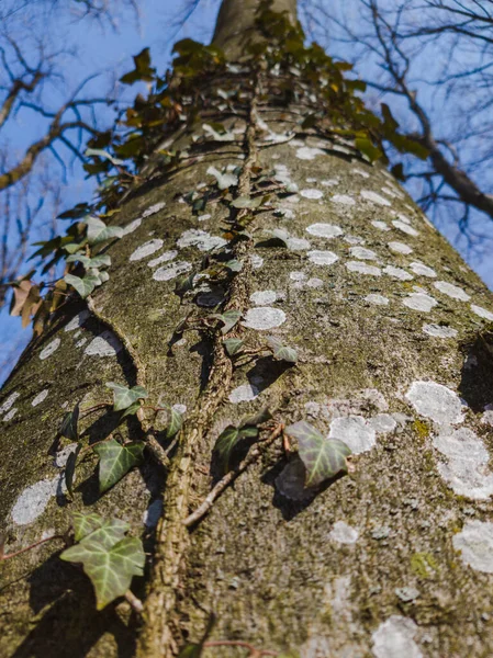 Plan Vertical Une Plante Grimpant Sur Grand Tronc Arbre — Photo