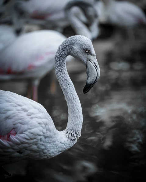 Göldeki Bir Flamingonun Gri Tonlu Görüntüsü — Stok fotoğraf