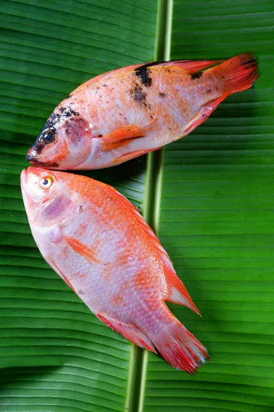 Вертикальный Снимок Красных Рыб Выделенных Фоне Бананового Листа — стоковое фото