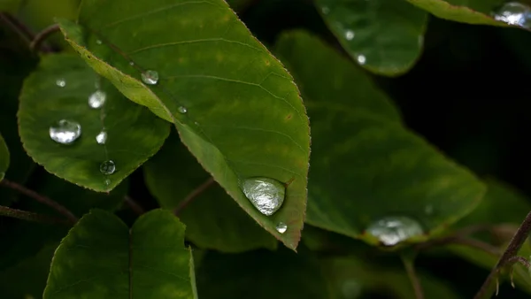 背景がぼやけている昼間に緑色の植物に水が落ちる選択的な焦点ショット — ストック写真