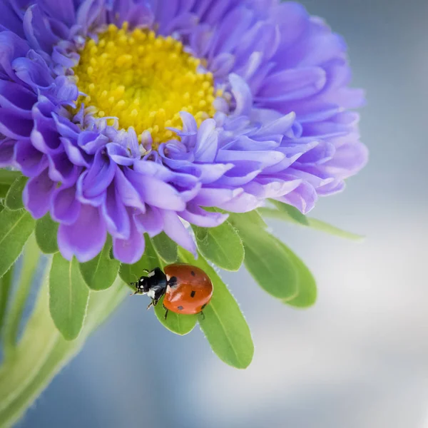 Zbliżenie Ujęcie Biedronki Purpurowym Staniku Kwiat Rozmytym Tle — Zdjęcie stockowe