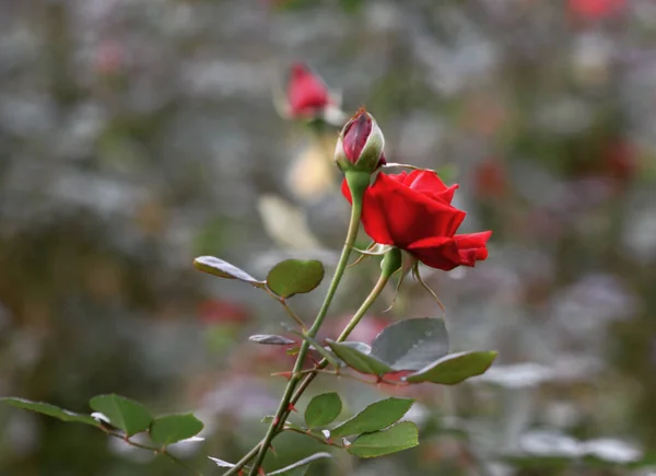 Ένα Κοντινό Πλάνο Ένα Κόκκινο Τριαντάφυλλο Και Μπουμπούκι Ανθίζουν Στον — Φωτογραφία Αρχείου