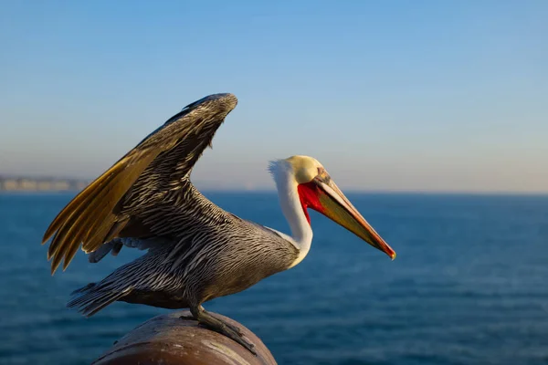 Крупный План Сидящего Коричневого Пеликана Pelecanus Occidentalis — стоковое фото