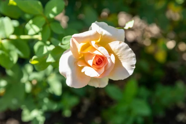Eine Nahaufnahme Einer Blühenden Leuchtend Orangen Rose — Stockfoto