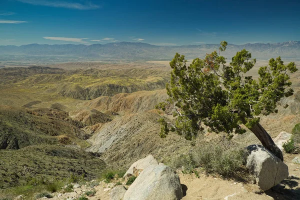 Ein Kleiner Baum Wächst Kliff Vor Dem Hintergrund Des Coachella — Stockfoto