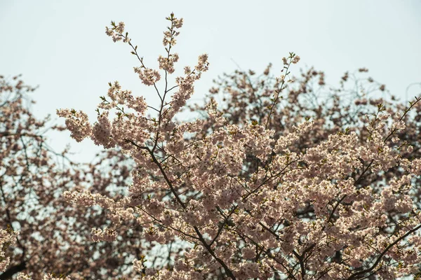 Närbild Ett Blommande Träd Dagsljus — Stockfoto