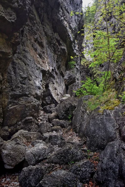 斯洛伐克的岩石森林 — 图库照片