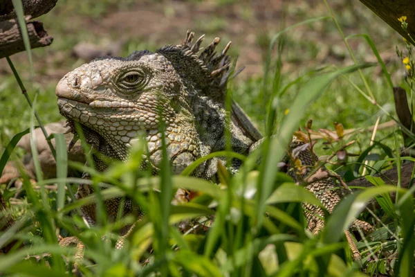 Shallow Focus Shot Green Iguana Basking Ground Green Grass Bright — Stock Photo, Image