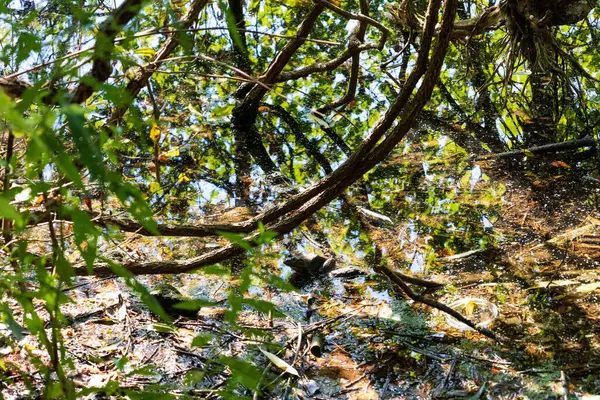湖に落ちた枝や葉 — ストック写真