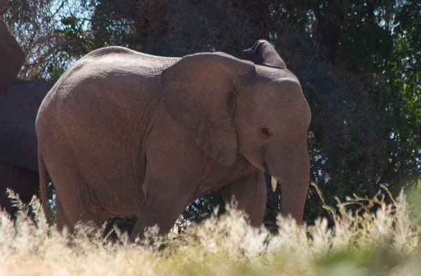 一头在野外行走的大象 — 图库照片