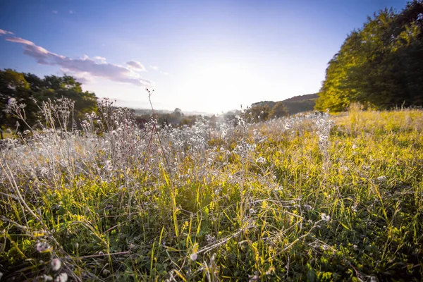 Beautiful Green Meadow Herbaceous Sunny Light Cloudy Blue Sky — Stock Photo, Image