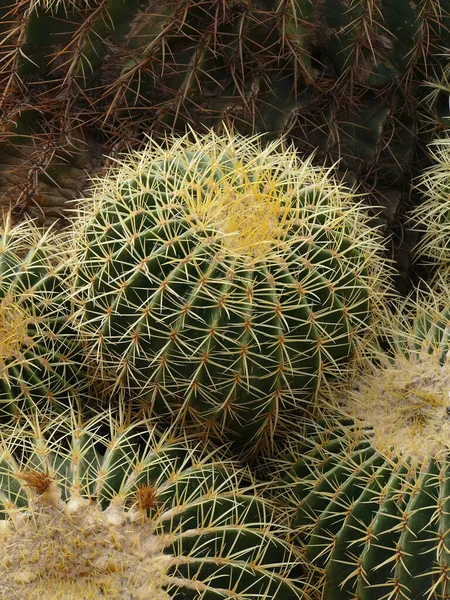 Fat Kaktusen Vid Jardin Majorelle Botaniska Trädgård Marrakech Marocko — Stockfoto