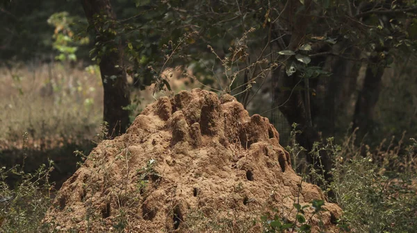 Gros Plan Nid Termites Sable Entouré Végétation Verte Objet Sélectionné — Photo