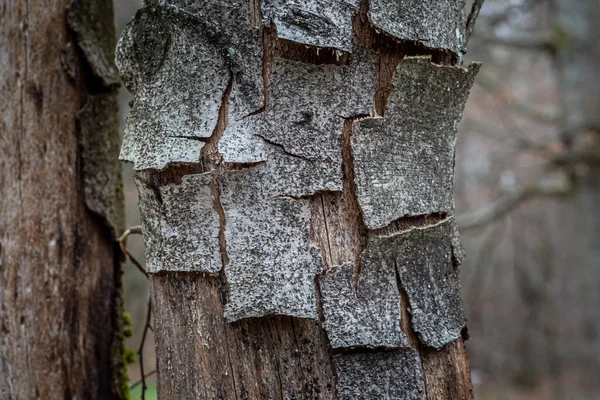 木の割れた幹と乾燥した幹の閉鎖 — ストック写真