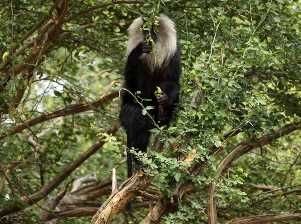 A lion tailed macaque on the green tree